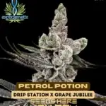 Petrol Potion (Feminized) - Exotic Genetix