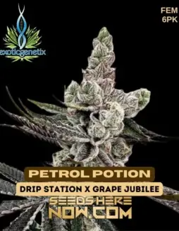 Image of Petrol Potion feminized cannabis seeds by Exotic Genetix