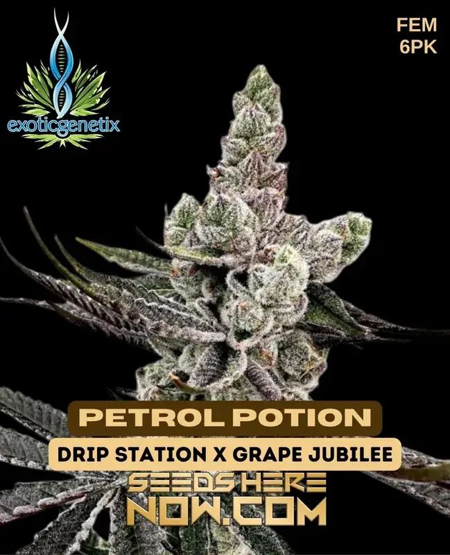 Image of Petrol Potion feminized cannabis seeds by Exotic Genetix