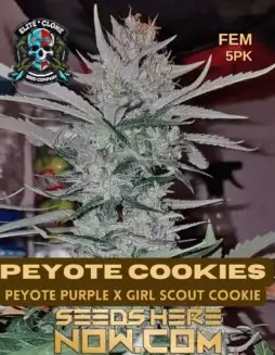 Peyote Cookies S1 Feminized Seeds featuring dense, resinous buds with purple hues and orange pistils