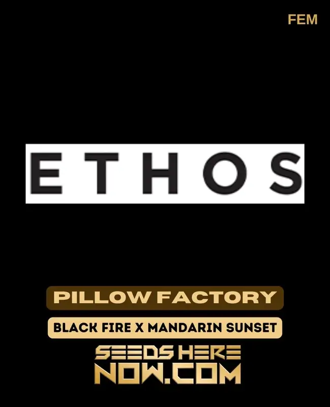 Pillow Factory Feminized Seeds - Indica Dominant Hybrid by Ethos Genetics