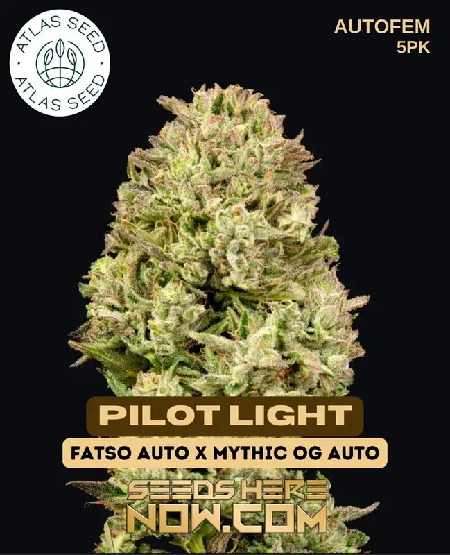 Pilot Light Autoflower Seeds - Indica Dominant Hybrid (20-25% THC)
