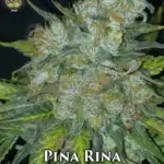 Pina Rina (Regular) - Trichome Jungle