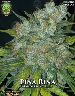 Pina Rina Regular Seeds (space) Hybrid strain with pineapple and citrus flavors