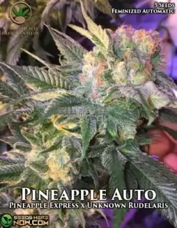 Vibrant Pineapple Auto cannabis plant with tropical aroma
