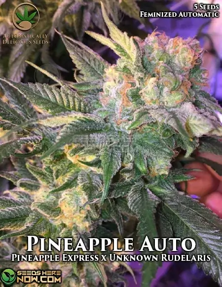 Vibrant Pineapple Auto cannabis plant with tropical aroma