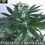 Pineapple Cheesecake (Regular) - Trichome Jungle