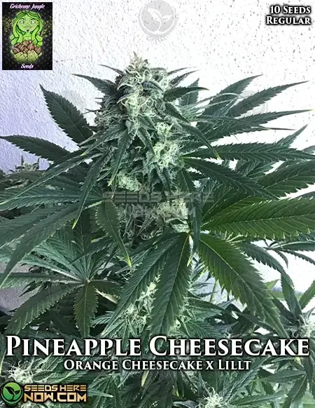 Pineapple Cheesecake Regular Seeds Pack by Trichome Jungle