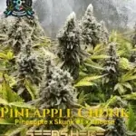 Pineapple Chunk S1 (Feminized) - Elite Clone Seed Company