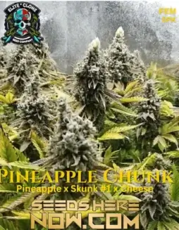 Pineapple Chunk S1 (space) Indica(space)dominant hybrid strain by Elite Clone Seed Company featuring tropical and cheese flavors