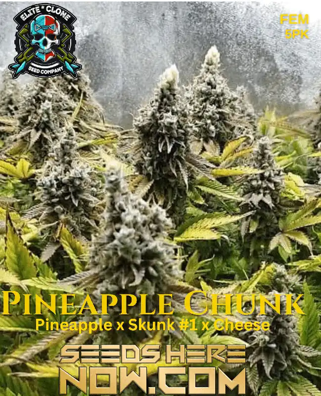 Pineapple Chunk S1 - Indica-dominant hybrid strain by Elite Clone Seed Company featuring tropical and cheese flavors