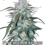 Pineapple Express (Autoflower) - Fast Buds