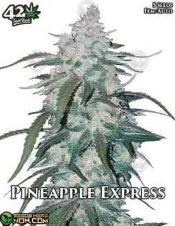 Pineapple Express Auto Autoflower Seeds (space) High THC, Sweet Tropical Aroma