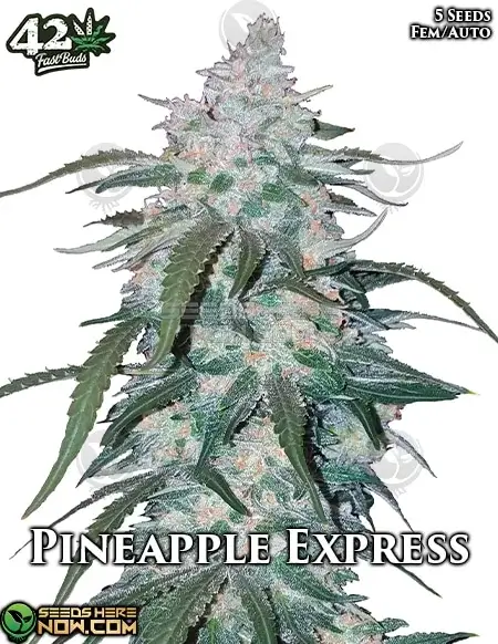 Pineapple Express Auto Autoflower Seeds - High THC, Sweet Tropical Aroma
