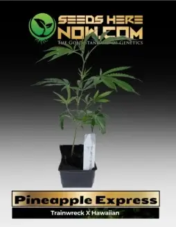Pineapple Express Cannabis Clone in natural setting, showcasing vibrant green leaves and robust growth