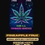 Pineapple Fruz S1 (Feminized) - Pure XX