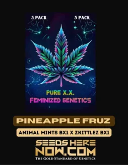 Pineapple Fruz S1 feminized cannabis seeds by Pure XX, featuring tropical pineapple and citrus flavors