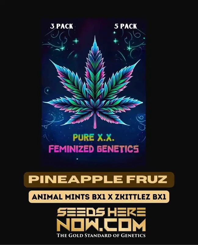 Pineapple Fruz S1 feminized cannabis seeds by Pure XX, featuring tropical pineapple and citrus flavors