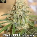 Pineapple Gummy (Regular) - Trichome Jungle