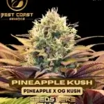 Pineapple Kush (Regular) - Best Coast Genetics