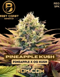 Pineapple Kush Cannabis Seeds by Best Coast Genetics featuring tropical aroma and balanced effects