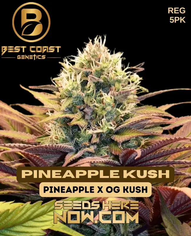 Pineapple Kush Cannabis Seeds by Best Coast Genetics featuring tropical aroma and balanced effects