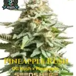 Pineapple Kush S1 (Feminized) - Elite Clone Seed Company