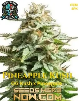 Pineapple Kush S1 cannabis seeds, Indica(space)dominant hybrid by Elite Clone Seed Company
