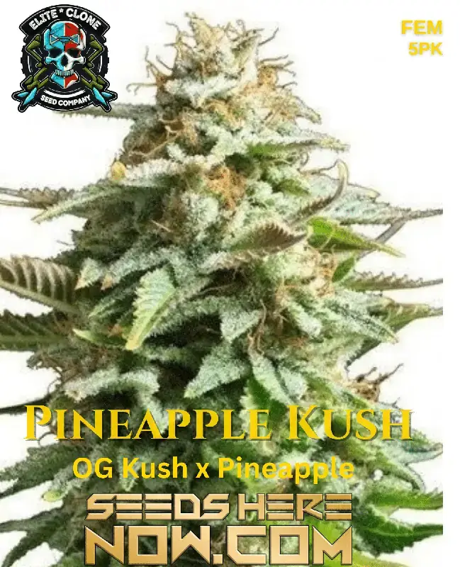 Pineapple Kush S1 cannabis seeds, Indica-dominant hybrid by Elite Clone Seed Company