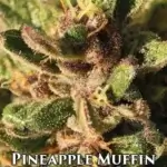 Pineapple Muffin (Autoflower) - Humboldt Seed Company