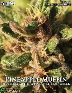 Pineapple Muffin Auto seeds by Humboldt Seed Company, hybrid strain with flavors of pineapple and blueberry
