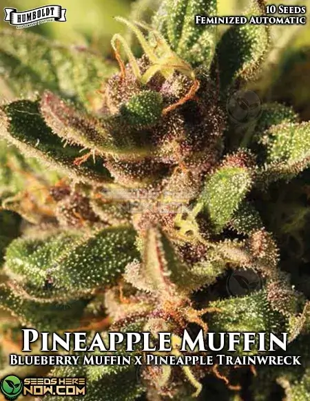 Pineapple Muffin Auto seeds by Humboldt Seed Company, hybrid strain with flavors of pineapple and blueberry