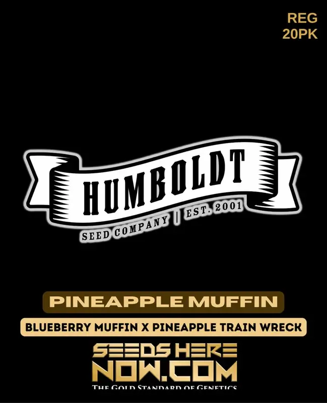 Pineapple Muffin cannabis seeds by Humboldt Seed Company, featuring Blueberry Muffin and Pineapple Trainwreck genetics