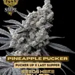 Pineapple Pucker (Feminized) - Solfire Gardens
