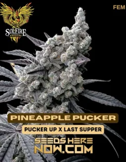 Pineapple Pucker Feminized Seeds (space) Tropical and Gassy Aroma Profile