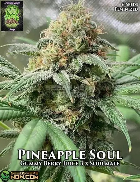 Pineapple Soul Feminized Cannabis Seeds by Trichome Jungle