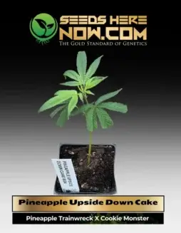 Healthy Pineapple Upside Down Cake cannabis clone in a 3.5(space)inch soil pot, showing vibrant green leaves