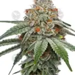 Pineapple Upside Down Cake (Regular) - Humboldt Seed Company