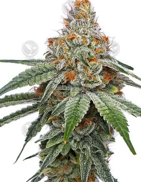 Pineapple Upside Down Cake Regular Cannabis Seeds by Humboldt Seed Company featuring tropical flavors