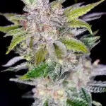 Pineapple Wine (Regular) - Irie Genetics