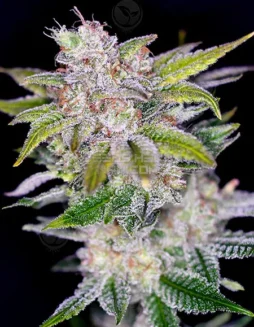 Pineapple Wine Regular Seeds (space) Cactus Cooler x Arise by Irie Genetics