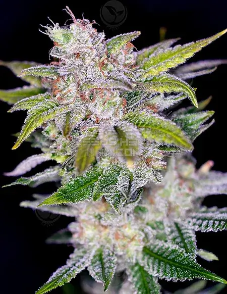 Pineapple Wine Regular Seeds - Cactus Cooler x Arise by Irie Genetics