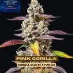 Pink Gorilla (Feminized) - Pure XX