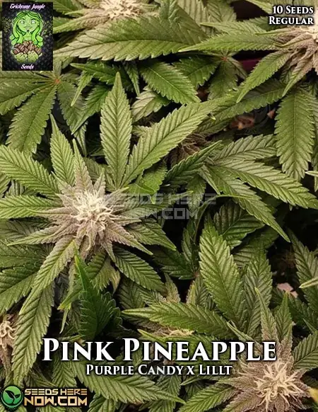 Pink Pineapple cannabis seeds, Purple Candy x Lillt hybrid by Trichome Jungle
