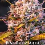 Pink Rozay (Autoflower) - Automatically Delicious