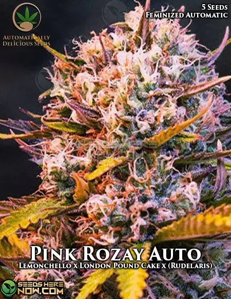 Image of Pink Rozay Auto Cannabis Seeds, a hybrid strain by Automatically Delicious