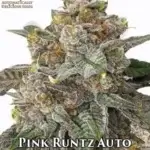 Pink Runtz (Autoflower) - Automatically Delicious