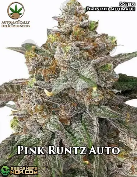 Pink Runtz Auto cannabis seeds, Gelato x Zkittlez hybrid with sugar-coated trichomes