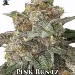 Pink Runtz S1 (Feminized) - Dr. Blaze