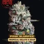 Pink Slurpee (Feminized) - Elev8 Seeds